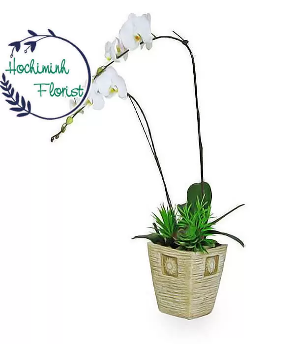 Blessing White Orchid